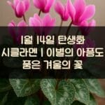 1월-14일-탄생화-시클라멘｜이별의-아픔도-품은-겨울의-꽃