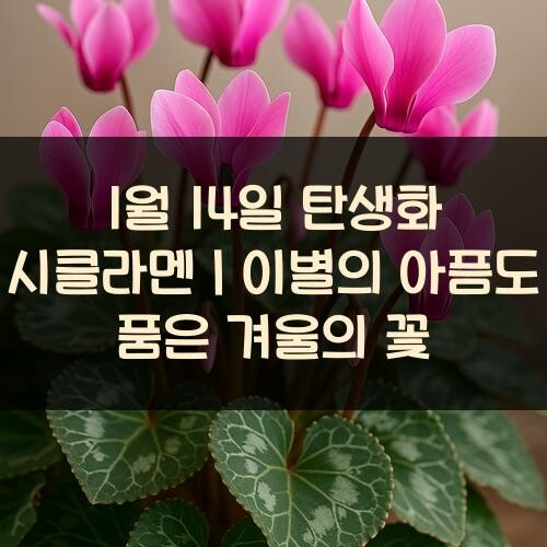 1월-14일-탄생화-시클라멘｜이별의-아픔도-품은-겨울의-꽃