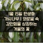 1월-15일-탄생화-가시나무｜외로움-속-강인함을-상징하는-겨울의-꽃