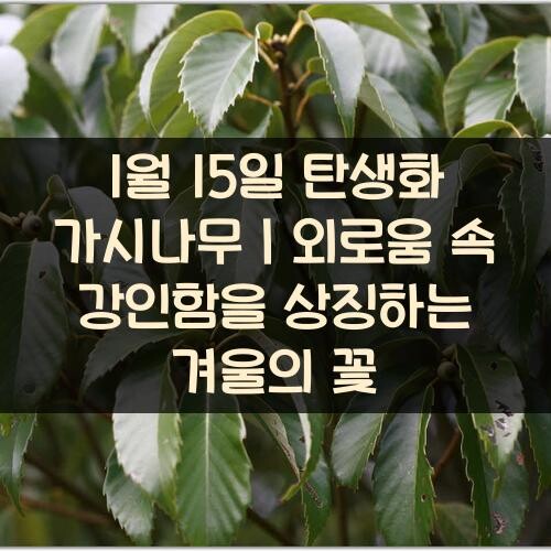 1월-15일-탄생화-가시나무｜외로움-속-강인함을-상징하는-겨울의-꽃