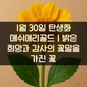1월-30일-탄생화-매쉬매리골드