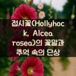 접시꽃Hollyhock-Alcea-rosea의-꽃말과-추억-속의-단상