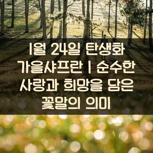 1월-24일-탄생화-가을샤프란