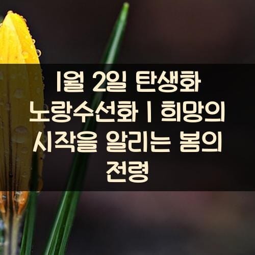 1월-2일-탄생화-노랑수선화