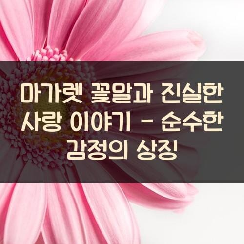 마가렛 꽃말과 진실한 사랑 이야기 - 순수한 감정의 상징