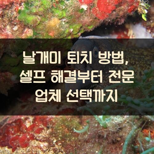 날개미 퇴치 방법, 셀프 해결부터 전문 업체 선택까지