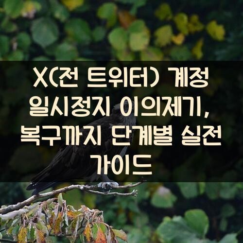 X(전 트위터) 계정 일시정지 이의제기, 복구까지 단계별 실전 가이드