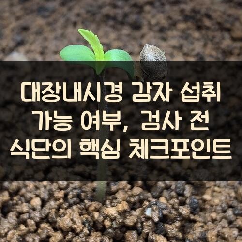 대장내시경 감자 섭취 가능 여부, 검사 전 식단의 핵심 체크포인트