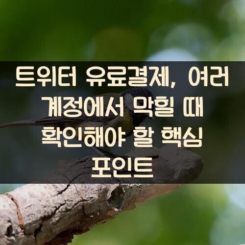 트위터 유료결제, 여러 계정에서 막힐 때 확인해야 할 핵심 포인트