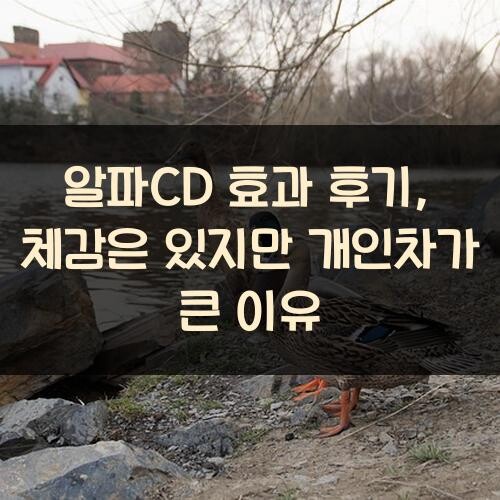 알파CD 효과 후기, 체감은 있지만 개인차가 큰 이유