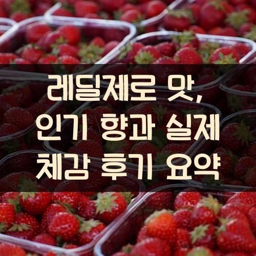 레딜제로 맛, 인기 향과 실제 체감 후기 요약