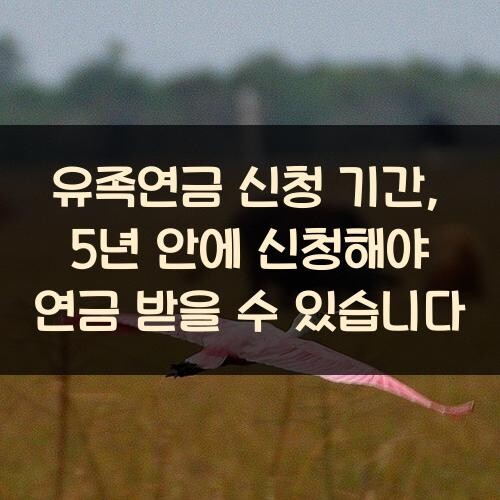 유족연금 신청 기간, 5년 안에 신청해야 연금 받을 수 있습니다